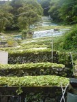 One of Mr. Yuma Mochizuki’ wasabi fields.