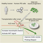 Stem Cell Reports: Focal Transplantation of Human iPSC-Derived Glial-Rich Neural Progenitors Improves Lifespan of ALS Mice