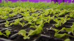 Panasonic - Indoor Farm in Singapore