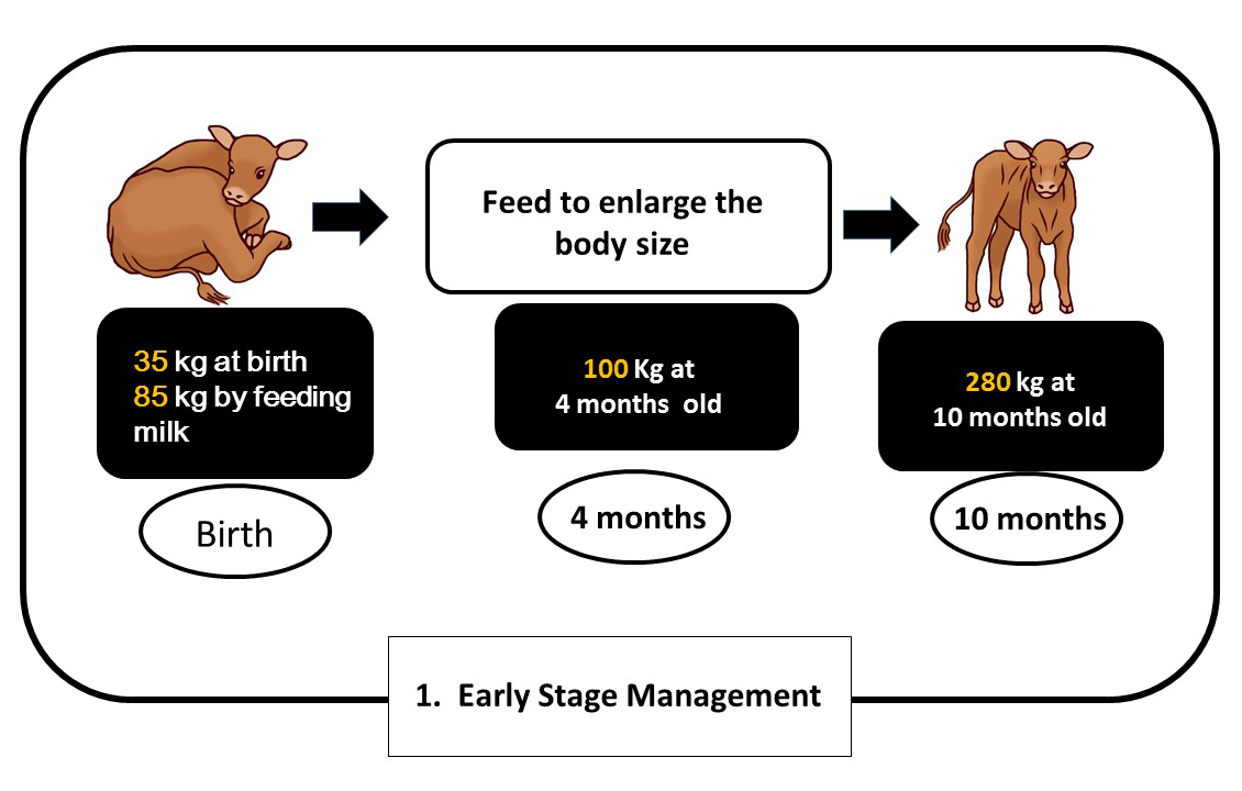Wagyu Cattle Early Stage Management