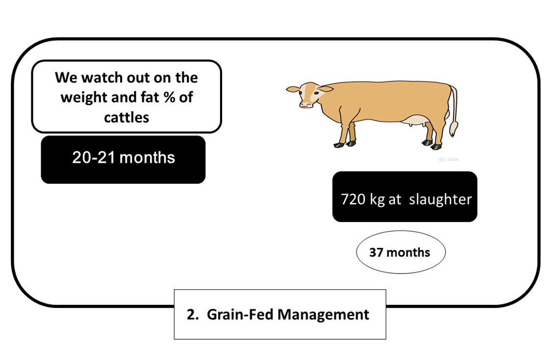 Wagyu Cattle Grain Fed Management