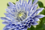 A blue transgenic Taihei chrysanthemum. Scientists modified two genes to create the "true blue" flower. (Naonobu Noda/NARO)