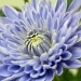 A blue transgenic Taihei chrysanthemum. Scientists modified two genes to create the "true blue" flower. (Naonobu Noda/NARO)