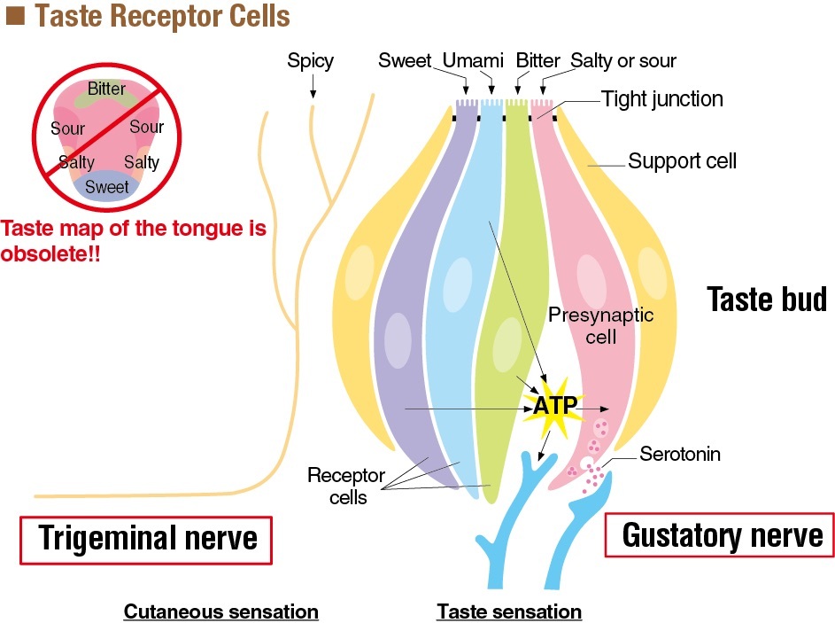 taste-receptor-cells