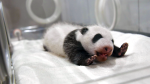 Adventure World: Panda Baby 06