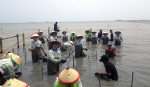 Japan-Indonesia Friendship Forests of Banten Bay for Biodiversity Preservation